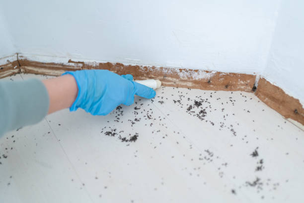Best Bed Bug Extermination  in Fern Prairie, WA